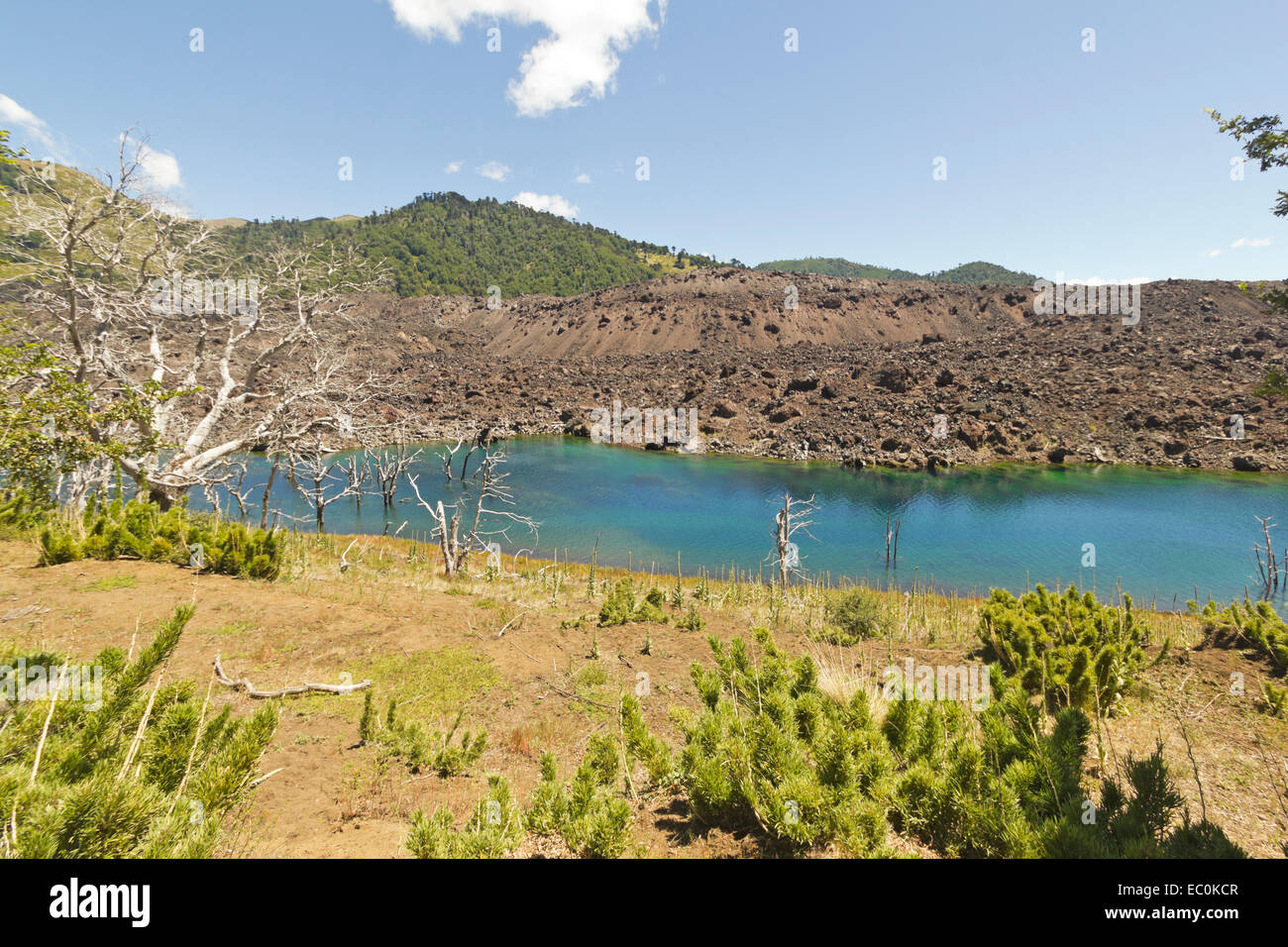 Le lac El Escorial et forêt pétrifiée par l'action de la lave volcanique. Nalcas Réserve Nationale, parc national. La Patagonie chilienne Banque D'Images