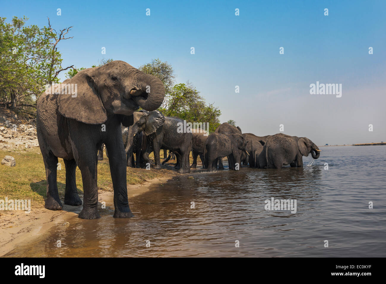 Les éléphants d'Afrique (Loxodonta africana) boire à la rivière Chobe, Chobe National Park, Botswana Banque D'Images