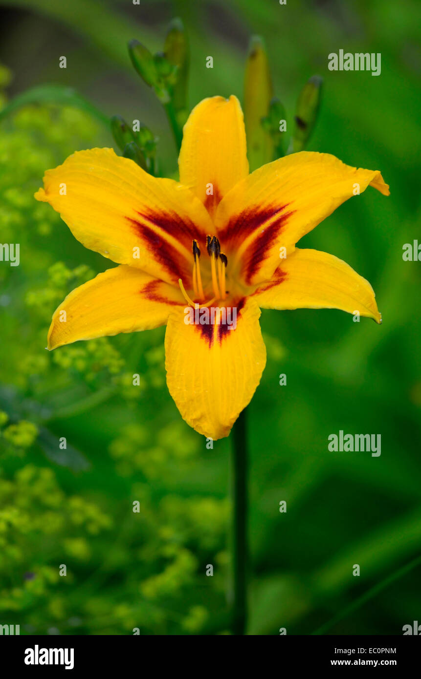Portrait de l'hémérocalle Hemerocallis 'coeur' dans un jardin de fleurs border Banque D'Images