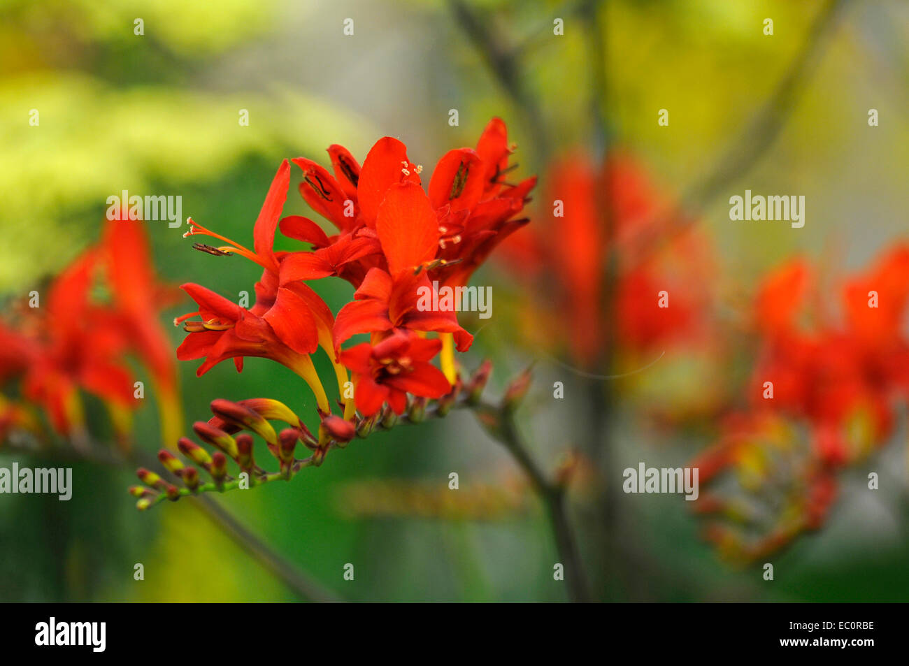 De près de l'exotisme Crocosmia Lucifer Banque D'Images