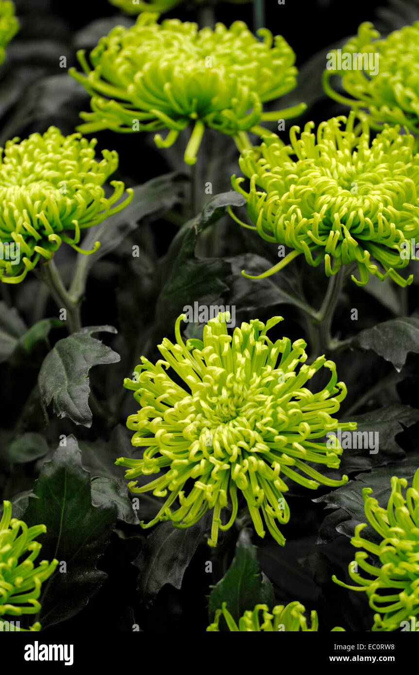 Close up exotiques de l'Hydrangea 'Anastasia' vert Banque D'Images