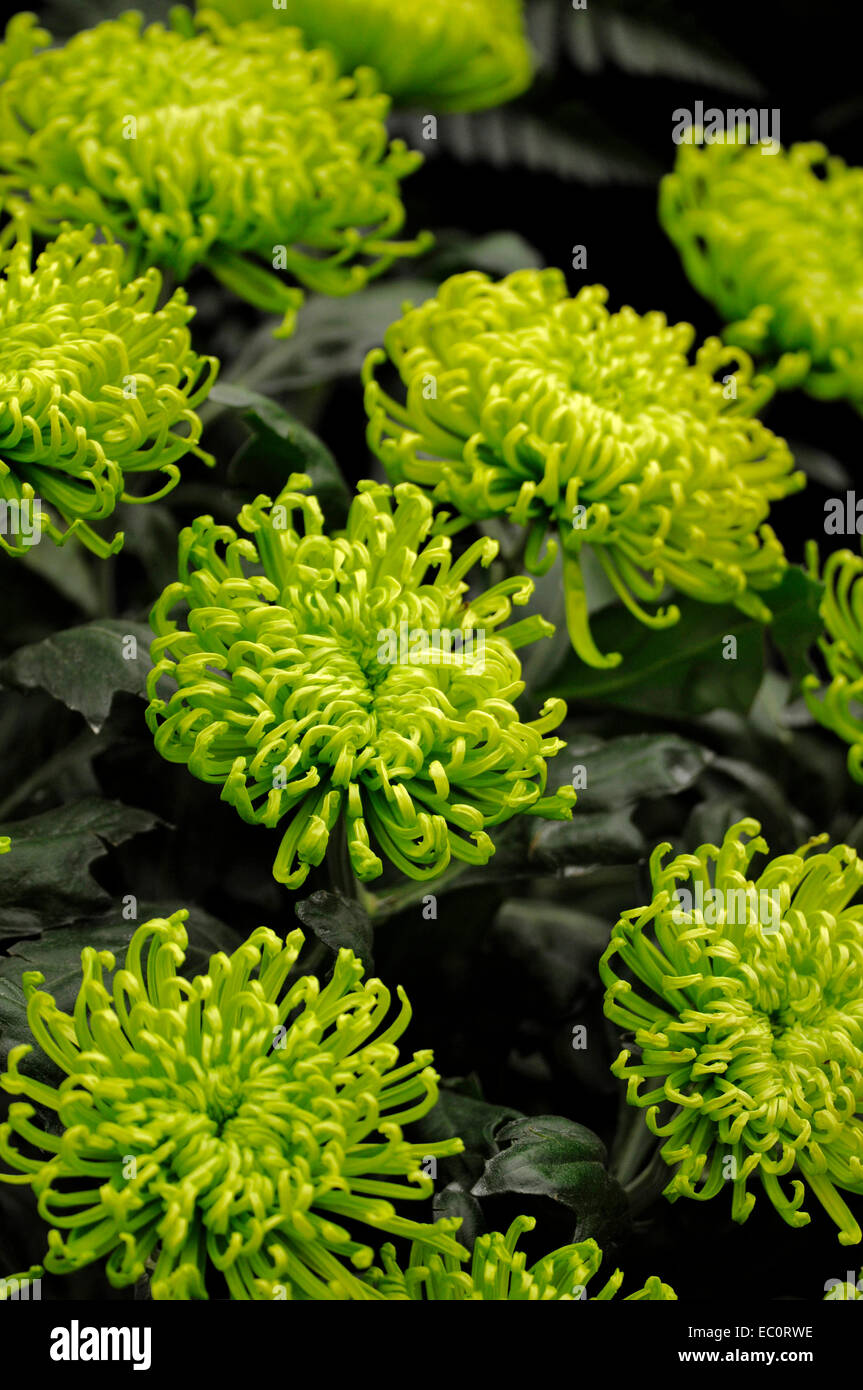 Close up exotiques de l'Hydrangea 'Anastasia' vert Banque D'Images