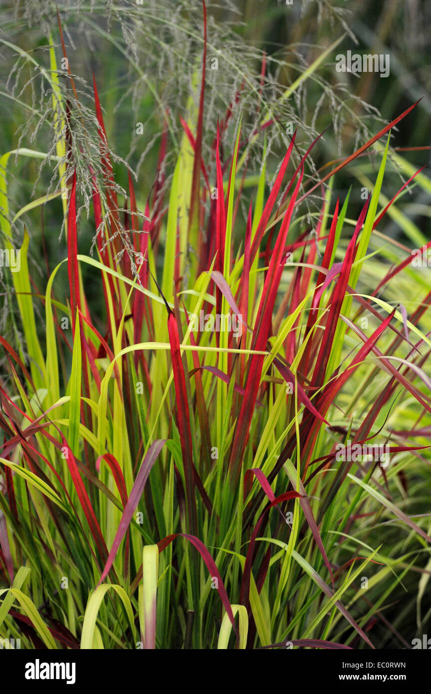 Close up de l'herbe Imperata cylindrica Rubra 'Red Baron' Banque D'Images