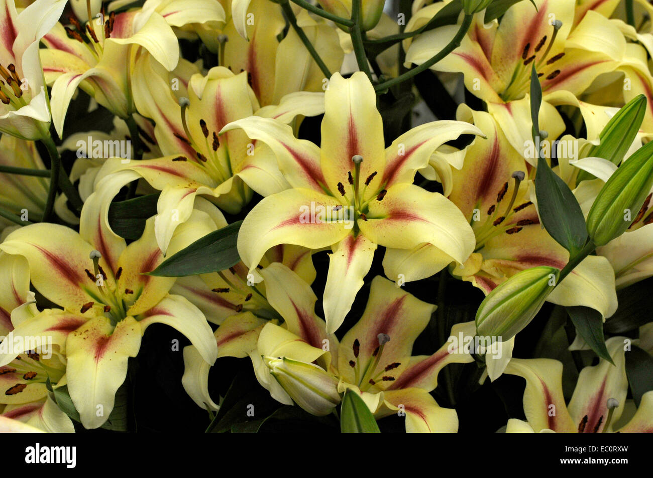 Close up de la Nymphe Lilium floraison Banque D'Images