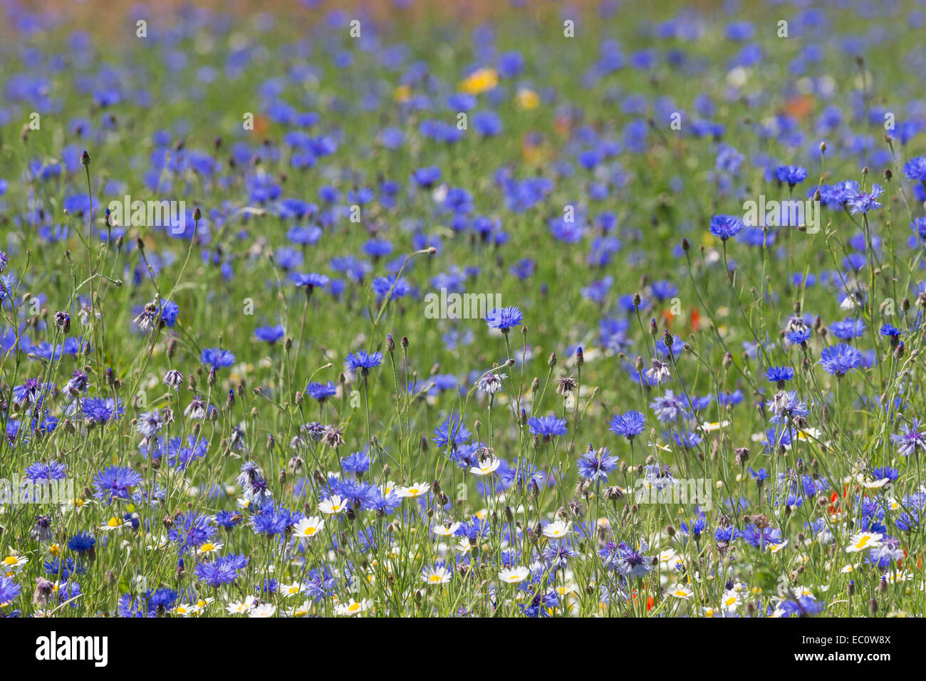 Fleurs sauvages, y compris les bleuets (Centaurea cyanus), d'être cultivées pour la semence par Meeddm, sapin, ferme, Merseyside Banque D'Images