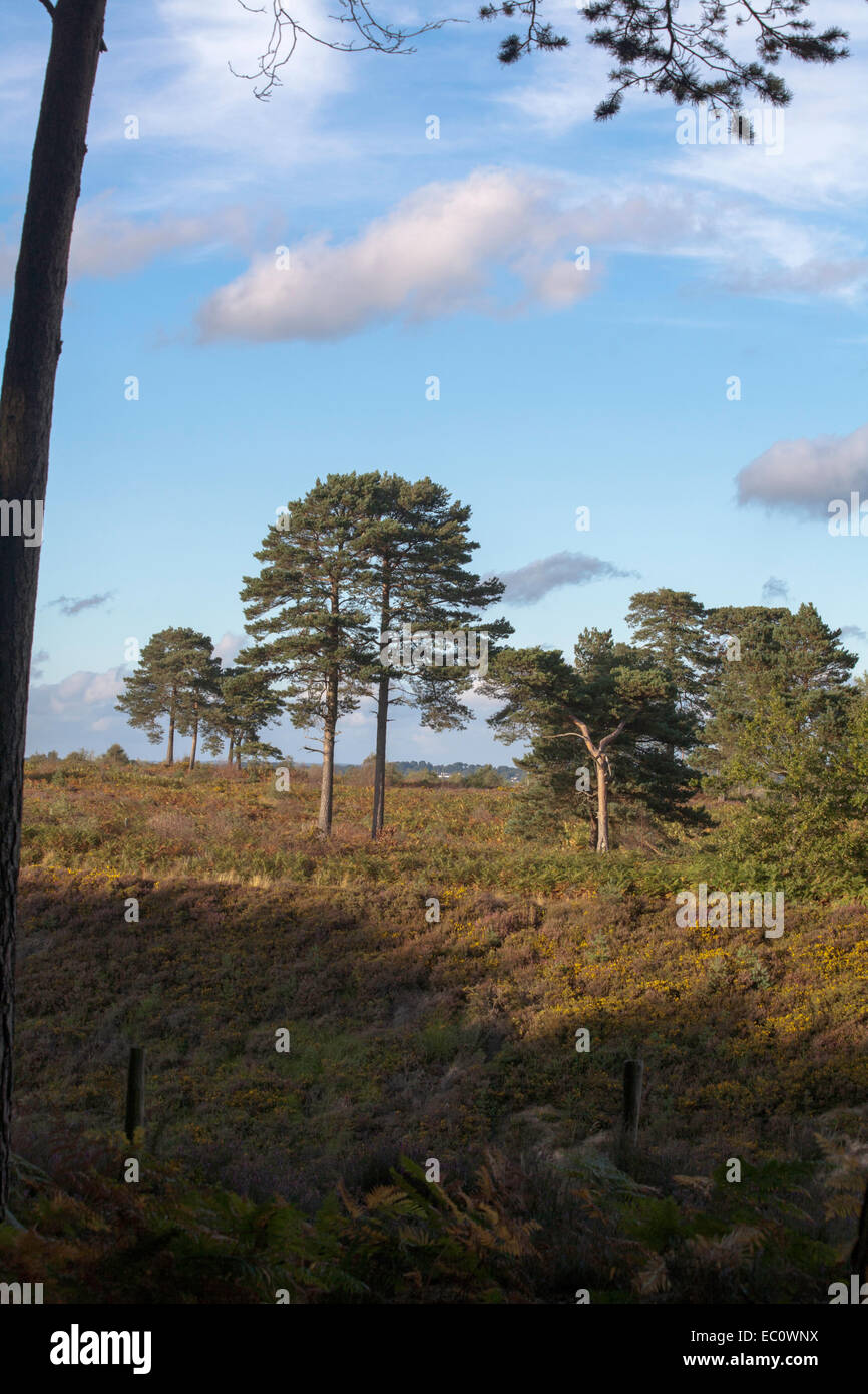 Arbres en bois de pin sylvestre Poole Dorset Angleterre Canford Heath Banque D'Images