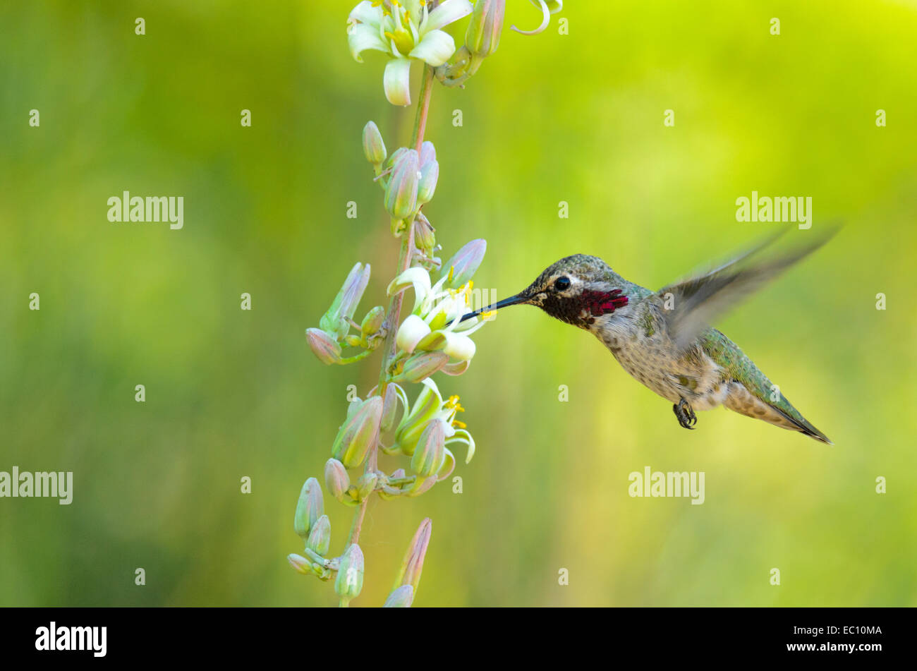 Anna's hummingbird mâle se nourrissant de fleurs blanches Banque D'Images