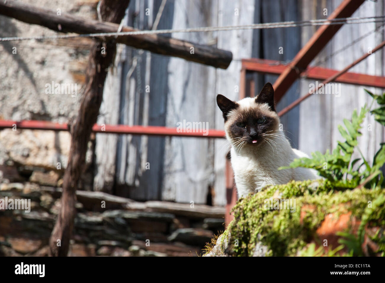 chat au soleil Banque D'Images