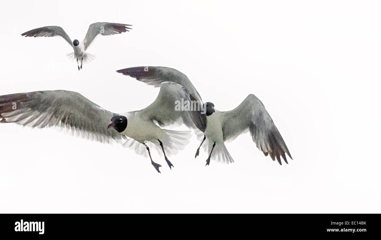 Un éditorial de monochromatique Mouette en vol. Banque D'Images