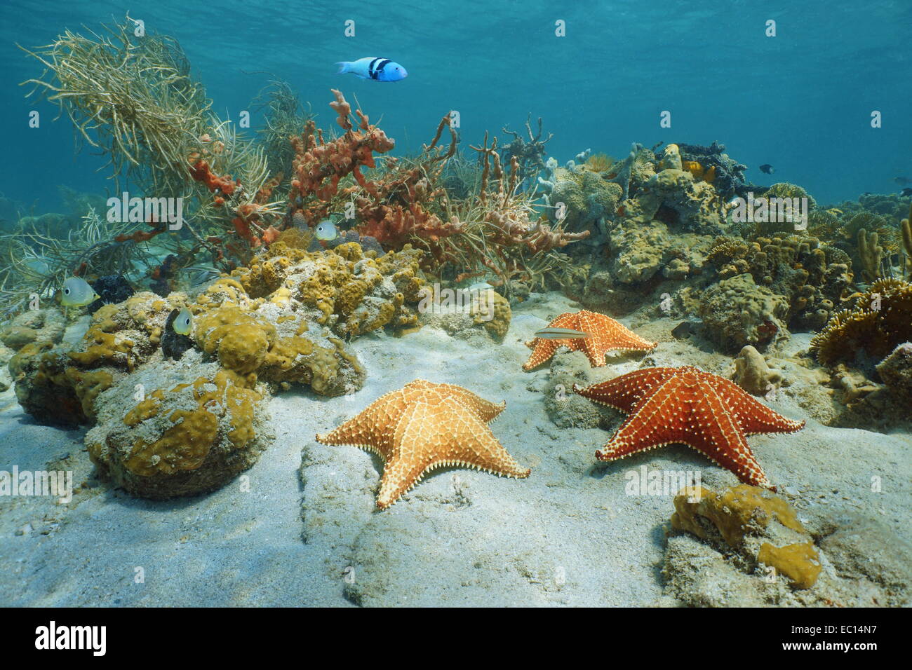 Sous l'étoile de mer du coussin de coraux et éponges, mer des Caraïbes Banque D'Images