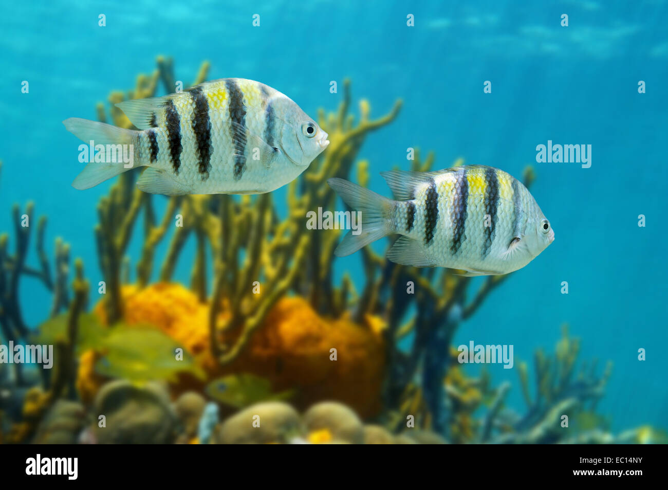 Le sergent major Abudefduf saxatilis, poisson, mer des Caraïbes Banque D'Images