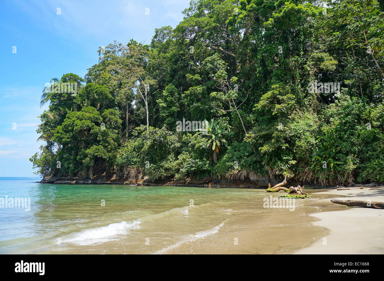 Côte tropicale avec une végétation luxuriante, sur la plage de Punta Uva, Caraïbes, Puerto Viejo, Costa Rica Banque D'Images