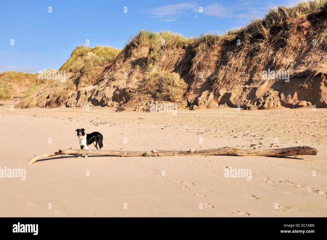Border Collie attend par un gros bâton sur la plage de Formby Point, Merseyside, un jour ensoleillé, à côté des dunes. Banque D'Images