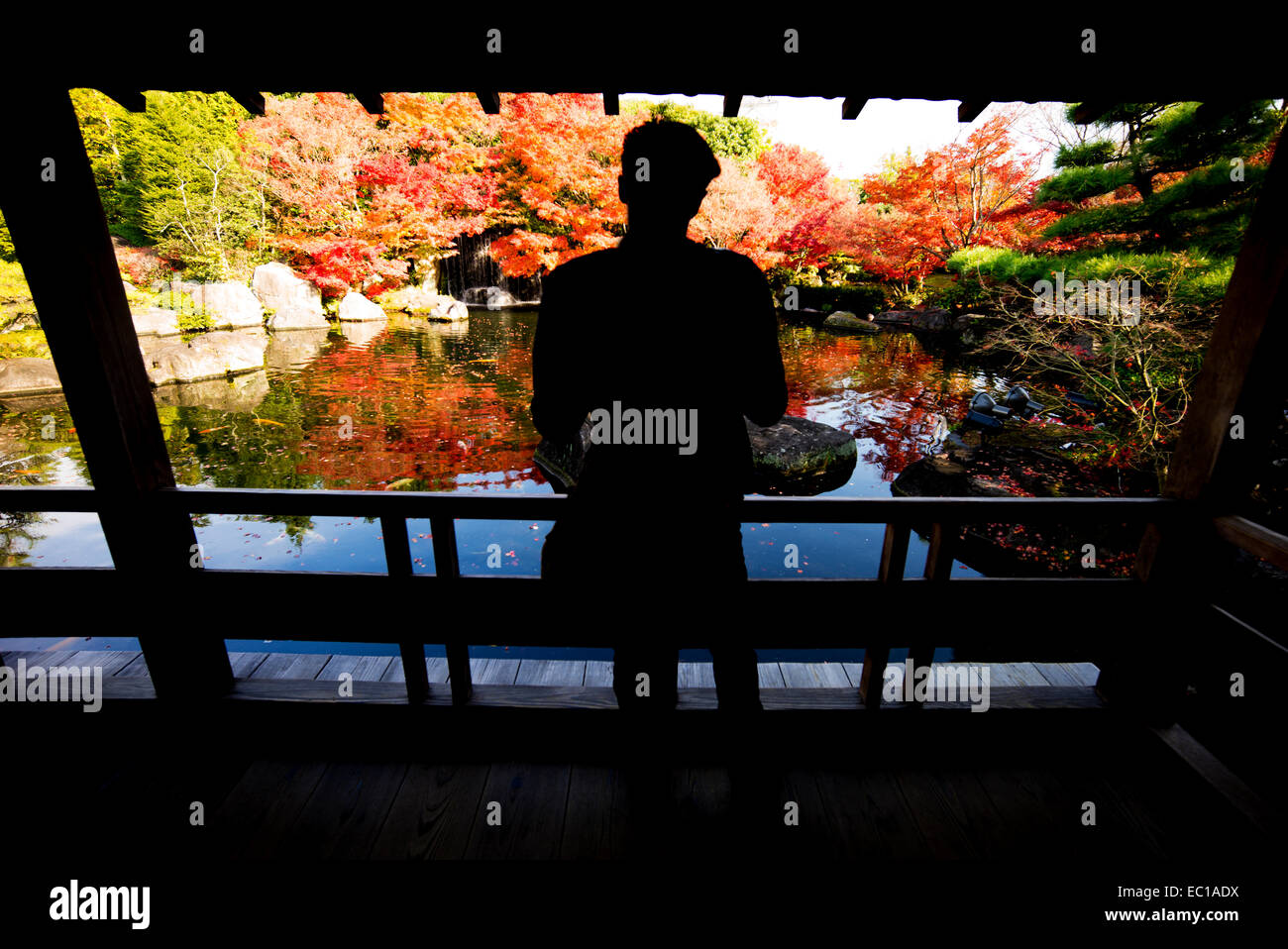 Jeune homme admirant le jardin Kokoen à Himeji, Japon. Banque D'Images