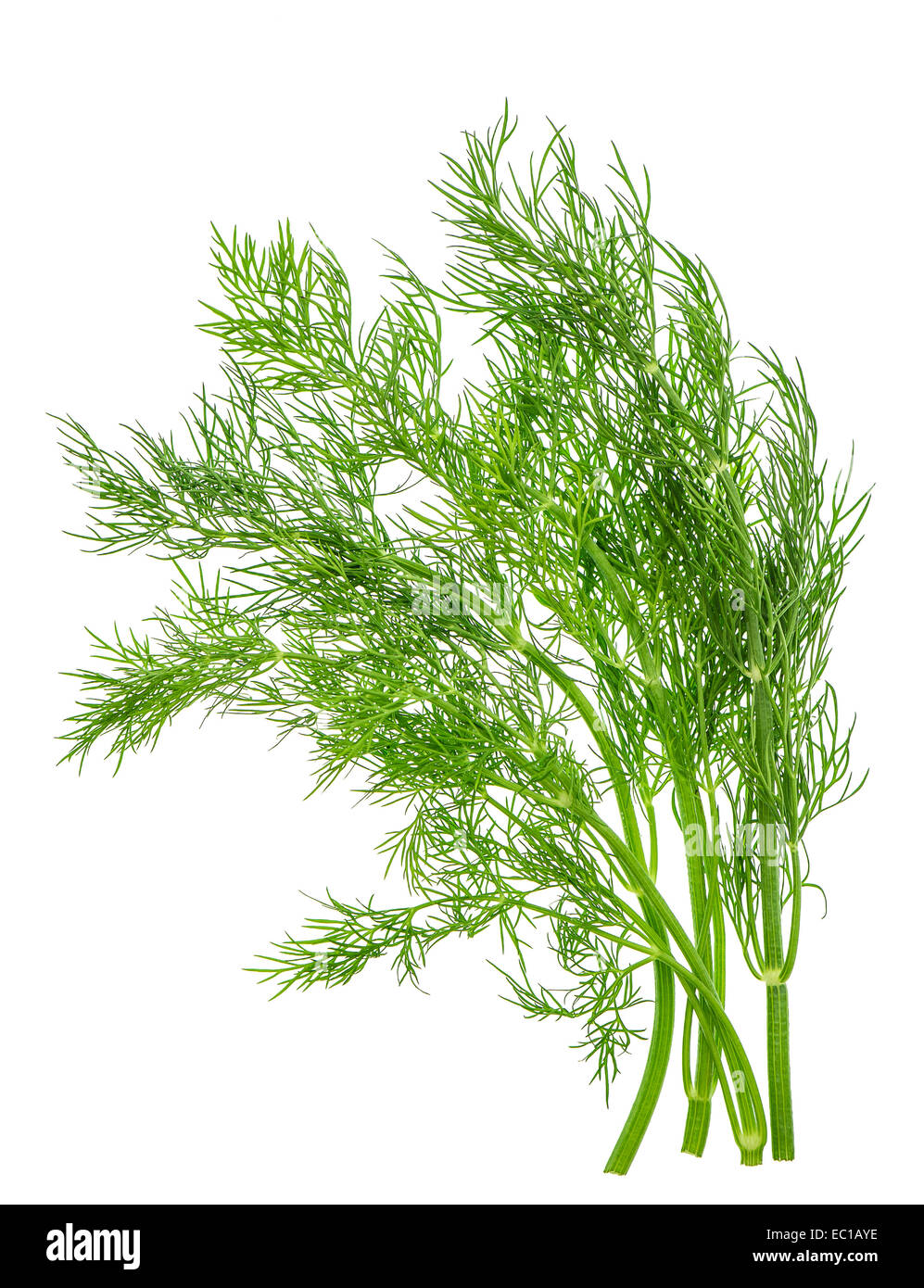 Dill herb leaf isolé sur fond blanc. L'ingrédient alimentaire Banque D'Images