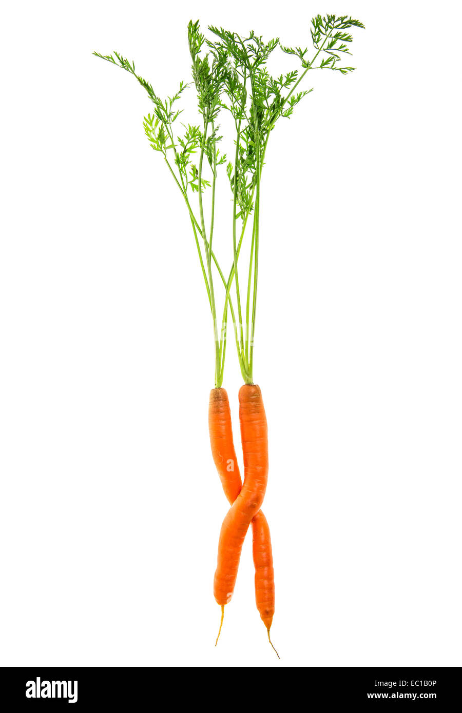 Les carottes avec feuilles vert isolé sur fond blanc. les matières premières végétales. food concept Banque D'Images