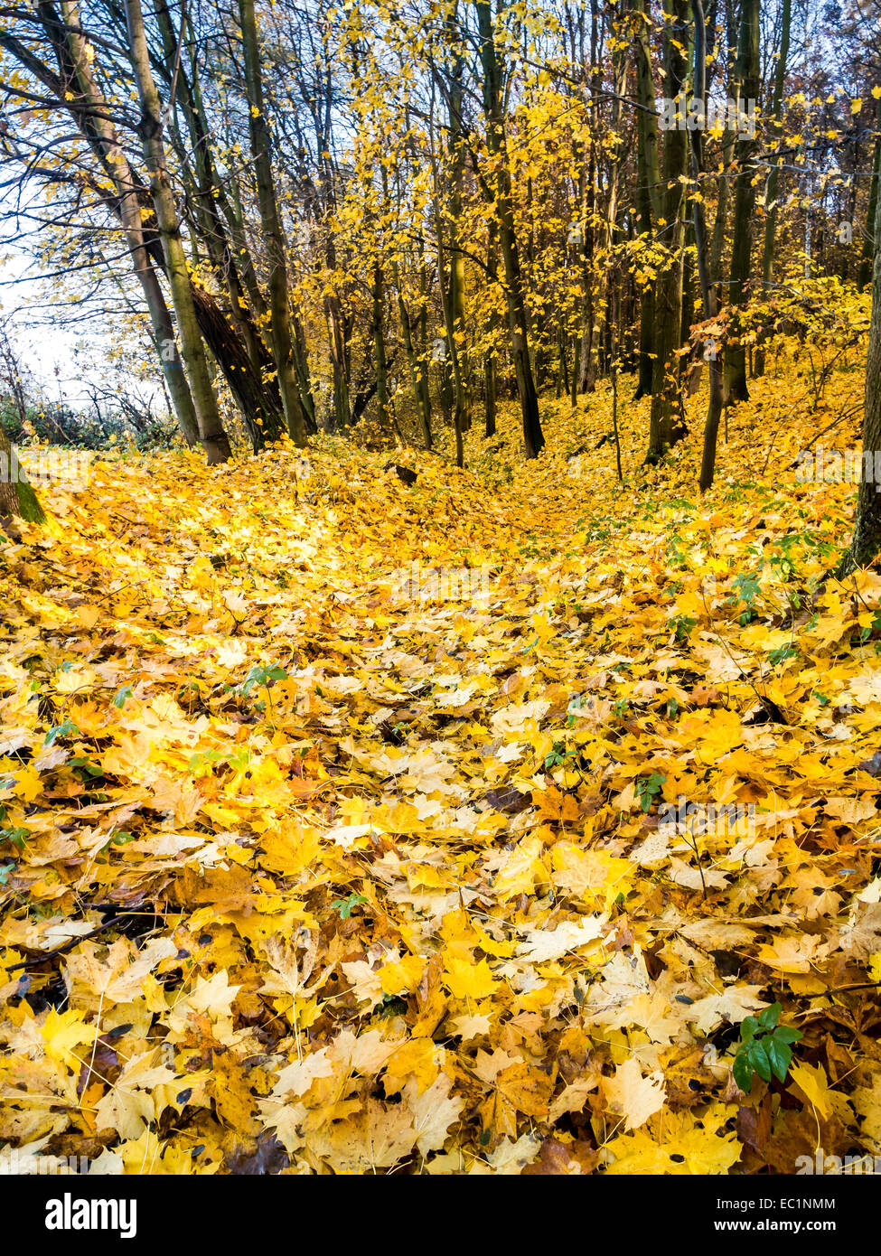 Ravine chemin dans la forêt couverte de feuilles mortes en couleurs d'automne Banque D'Images