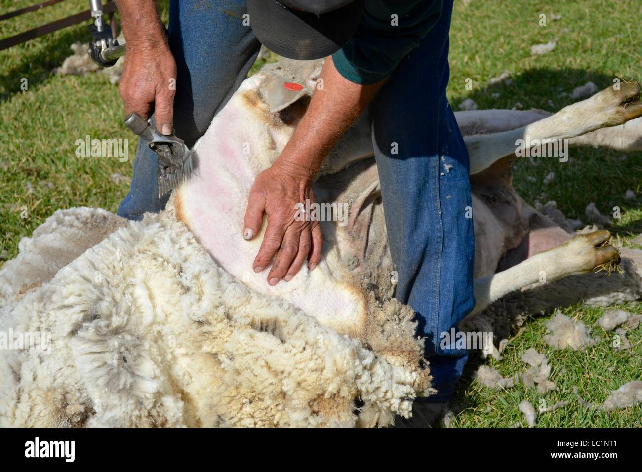 Démonstration de la tonte des moutons Banque D'Images