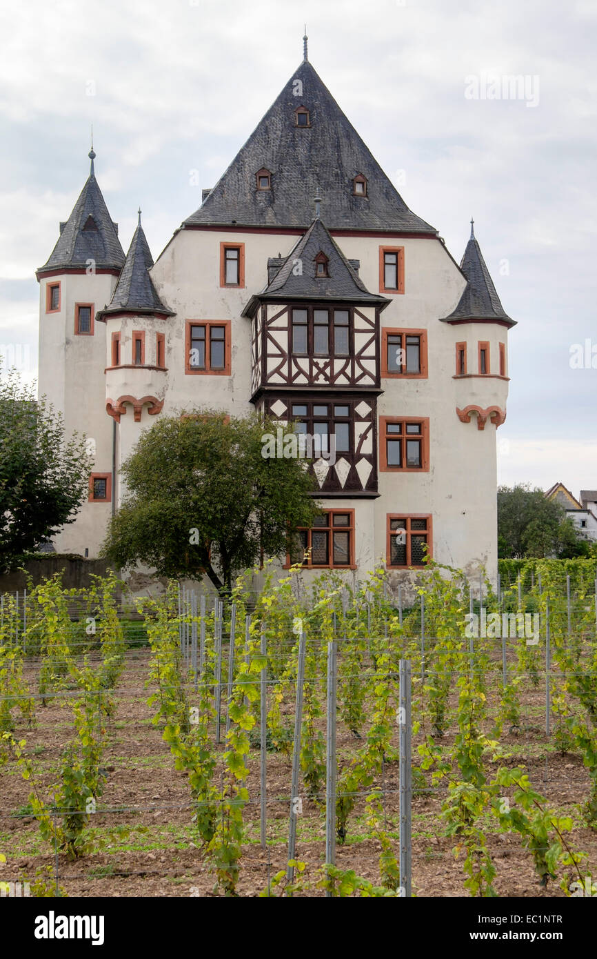 Vignes en Schloss Schönborn palace vignoble dans la vallée du Rhin. Tübingen, Hesse, Germany, Europe Banque D'Images
