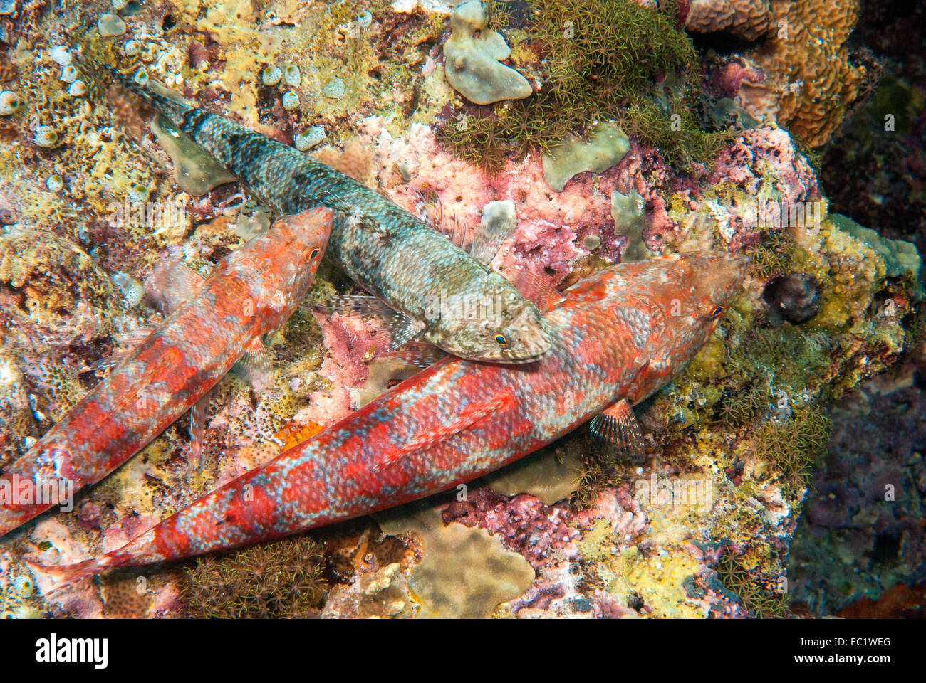 Reef Lizardfish (Synodus variegatus) Banque D'Images