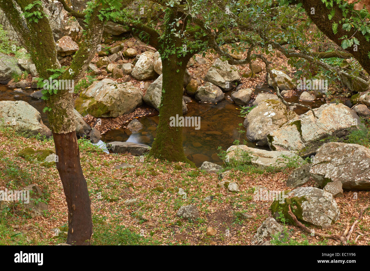 Chêne-liège (Quercus suber), la Sauceda, Parc Naturel de Los Alcornocales, la province de Malaga, Andalousie, Espagne, Europe Banque D'Images