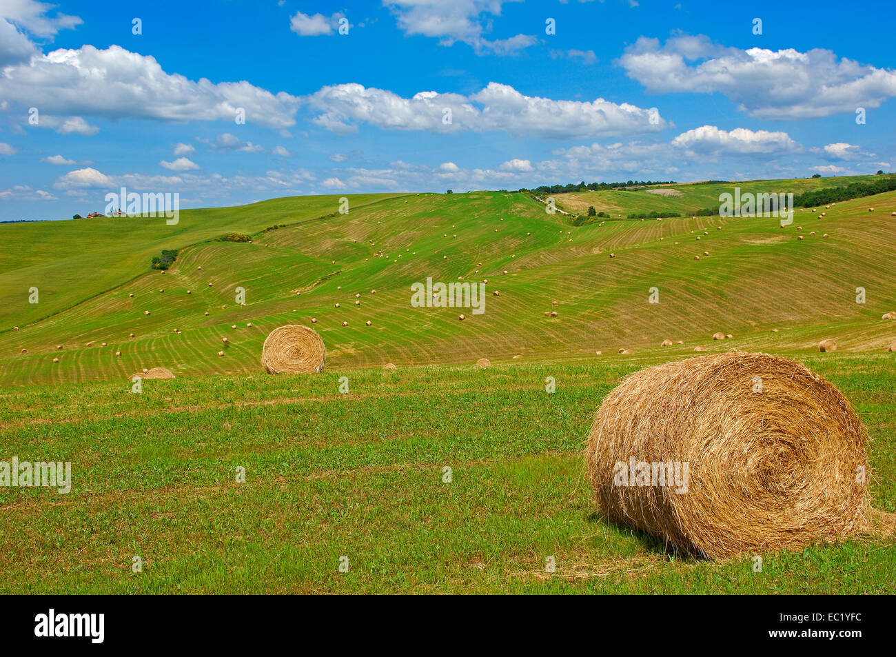 Les champs avec des bottes de paille, Val d'Orcia, Val d'Orcia, Pienza, Province de Sienne, Toscane, Italie, Europe Banque D'Images