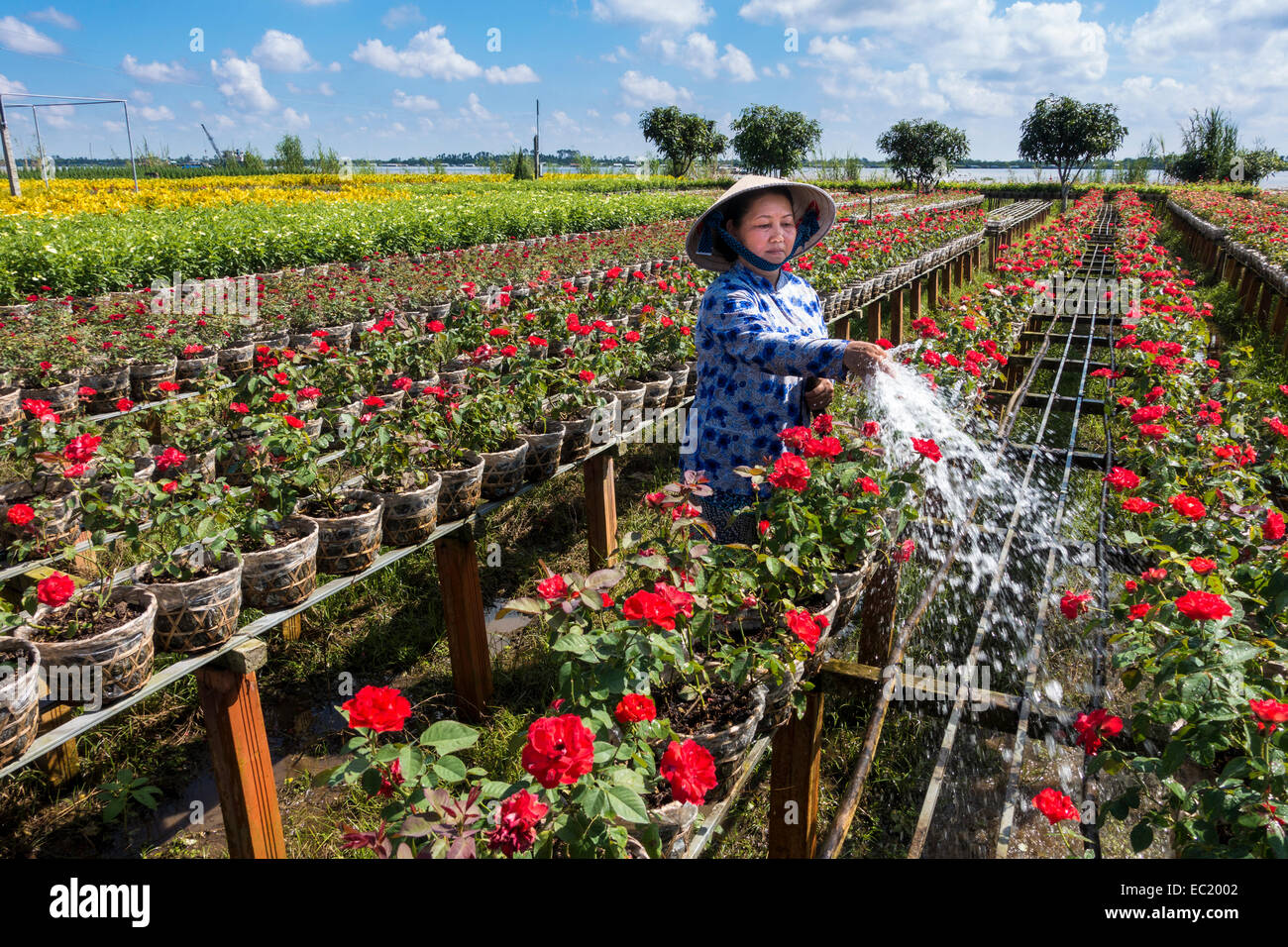 Workers les fleurs, market garden, Sa dec, Long Xuyen, Delta du Mekong, Vietnam Banque D'Images