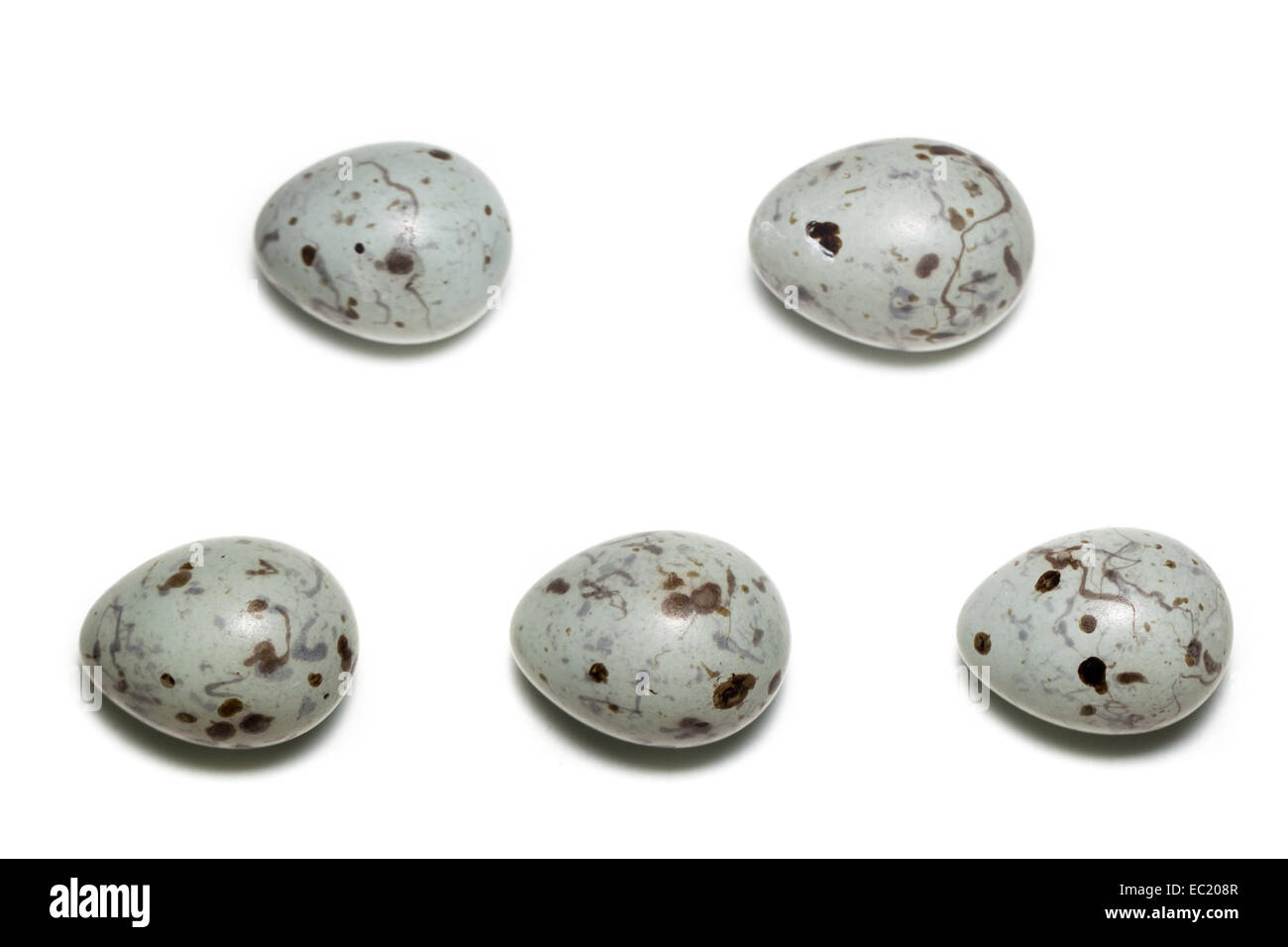 Les œufs du nid de l'oiseau. Coccothraustes coccothraustes, Hawfinch. Banque D'Images