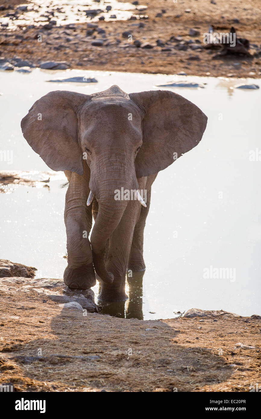 L'éléphant africain (Loxodonta africana) à un étang, Etosha National Park, Namibie, Afrique Banque D'Images