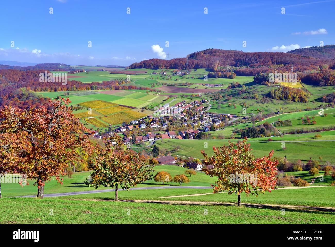 Paysage d'automne, en face des cerisiers dans couleurs d'automne, 8055 Zürich, Canton de Bâle-Campagne, Suisse Banque D'Images