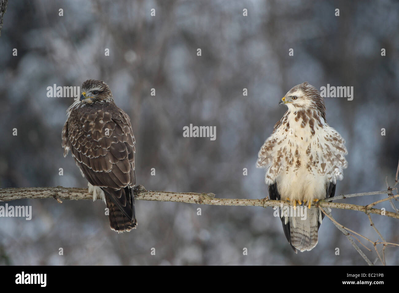 Buses variables (Buteo buteo) Dark and Light color morphs, Allgäu, Bavière, Allemagne Banque D'Images