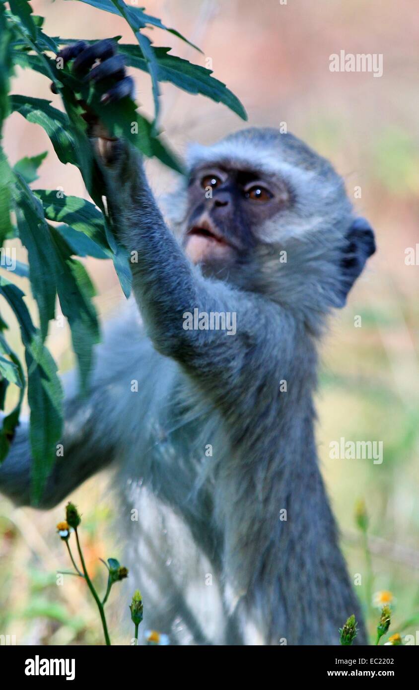 SERVET MONKEY CUEILLETTE Banque D'Images