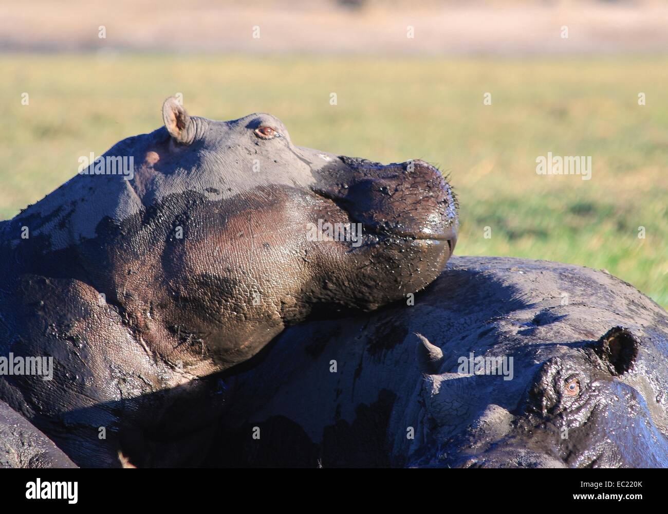 Hippos se prélassant du soleil Banque D'Images