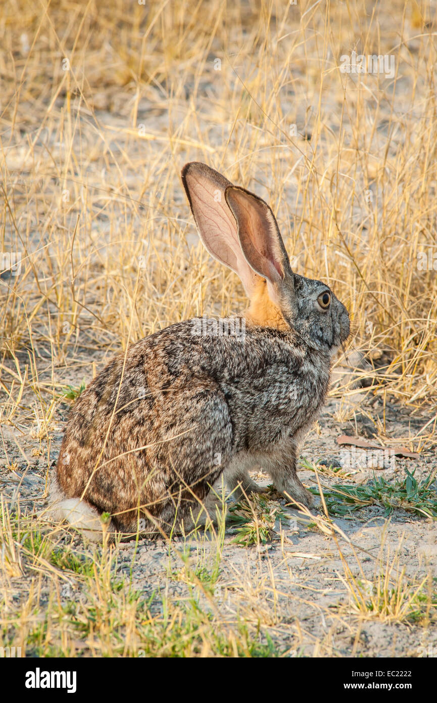 Frottez le lièvre (Lepus saxatilis), Kasane, Moremi, Botswana Banque D'Images