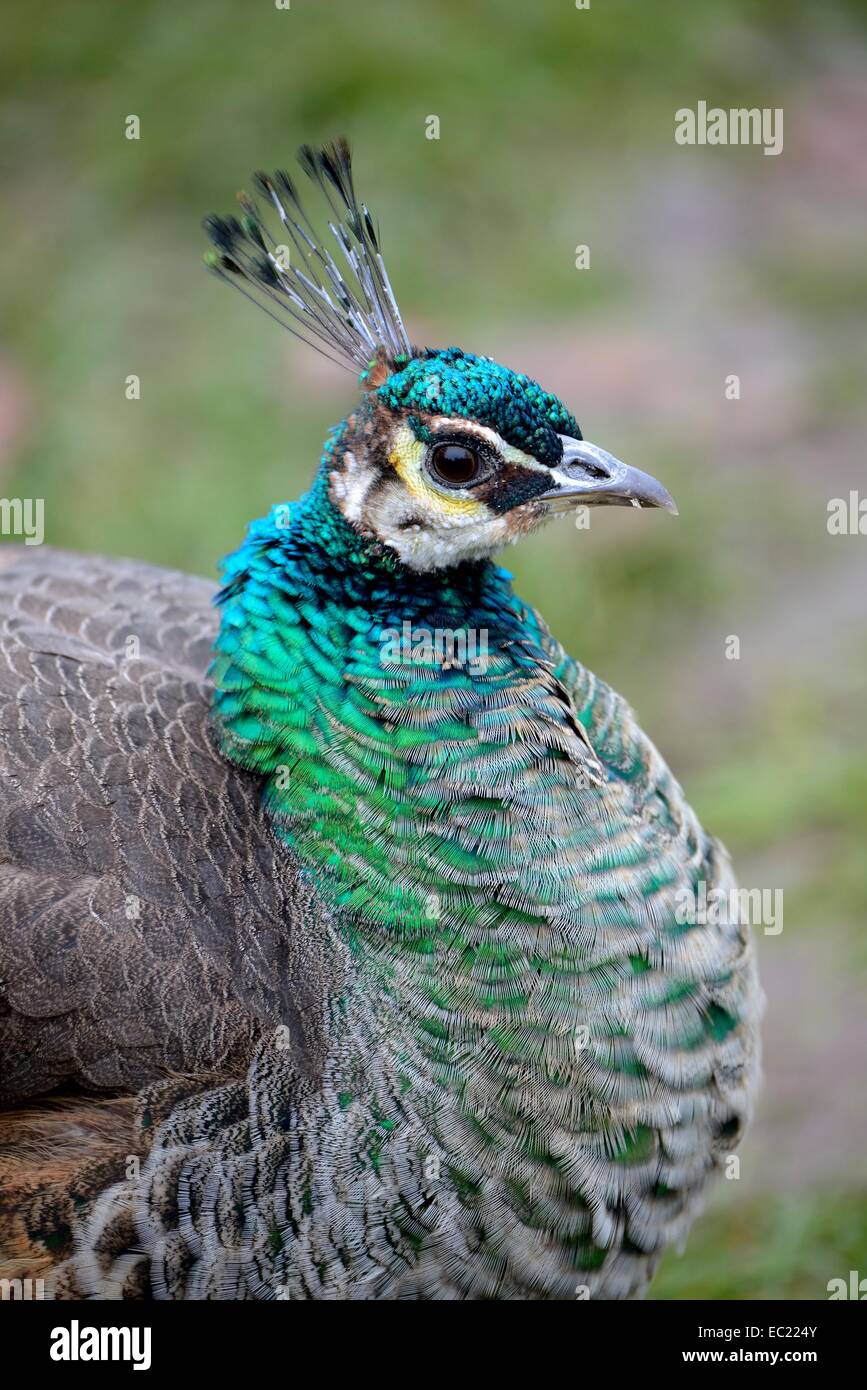 Pavo cristatus (paons indiens), Hen, portrait, captive, Bavière, Allemagne Banque D'Images