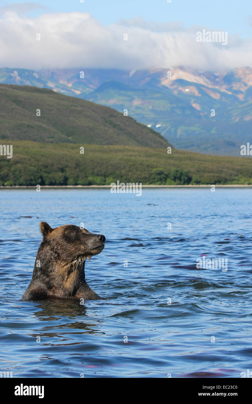 Ours brun (Ursus arctos), le Kamchatka, Russie Banque D'Images