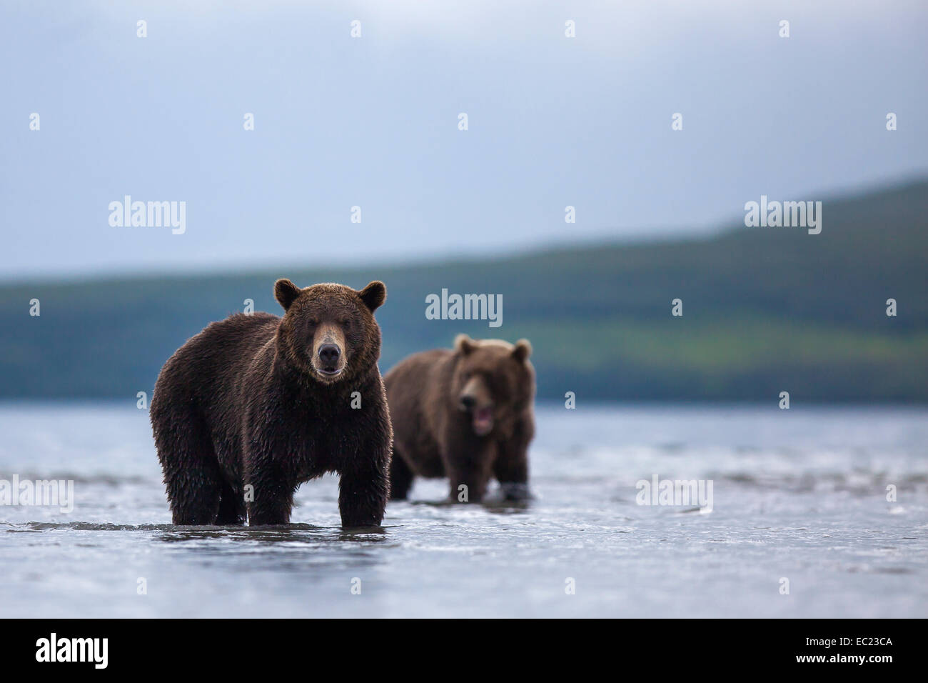 Ours brun (Ursus arctos), le Kamchatka, Russie Banque D'Images