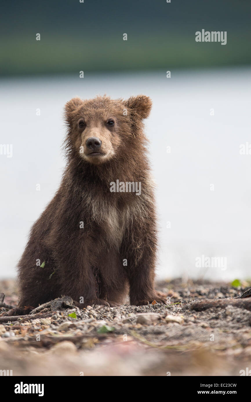 Ours brun (Ursus arctos), le portrait, le Kamchatka, Russie Banque D'Images
