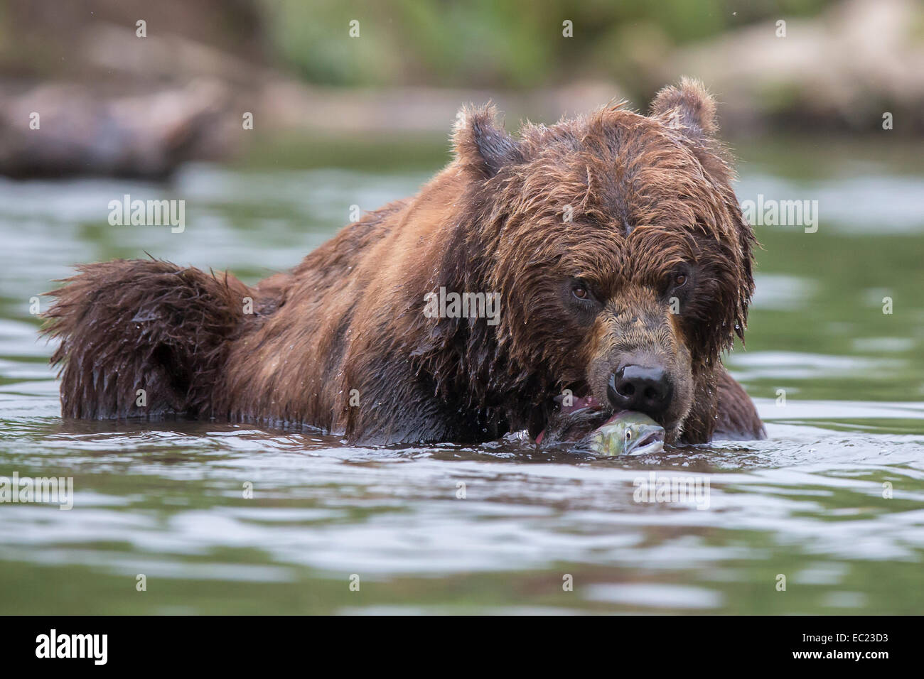 Ours brun (Ursus arctos), avec Saumon sockeye (Oncorhynchus nerka), Kamchatka, Russie Banque D'Images