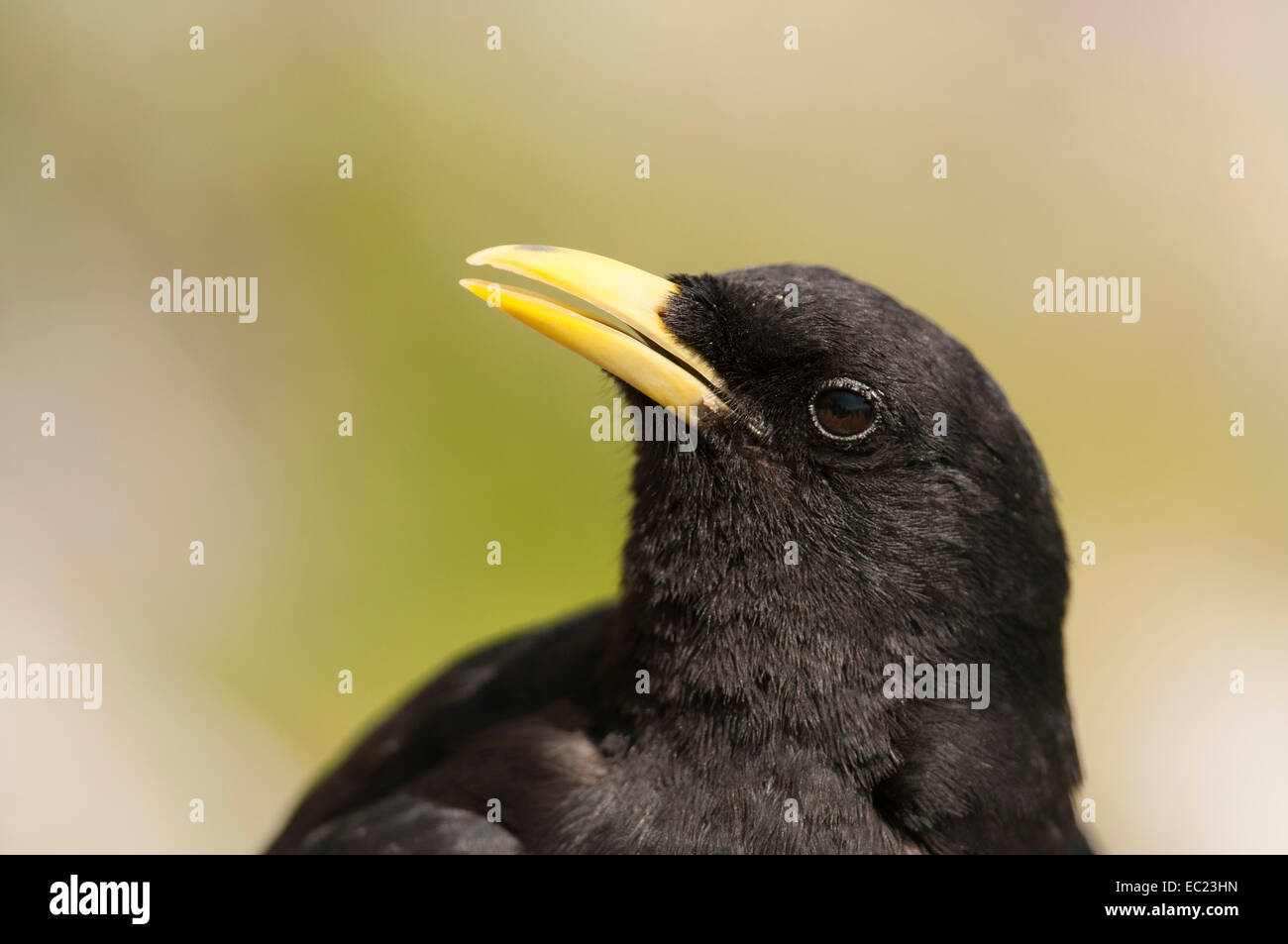(Pyrrhocorax graculus Alpine Chough), Unterberg, Salzbourg, Autriche Banque D'Images