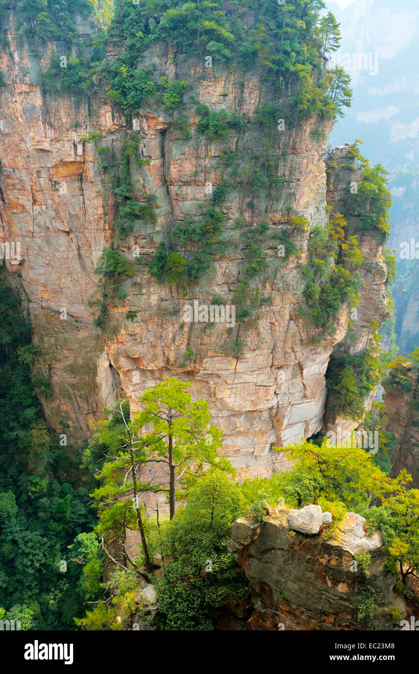 Montagnes Avatar quartz-verticale avec piliers en grès, Zhangjiajie National Forest Park, dans la province de Hunan, Chine Banque D'Images
