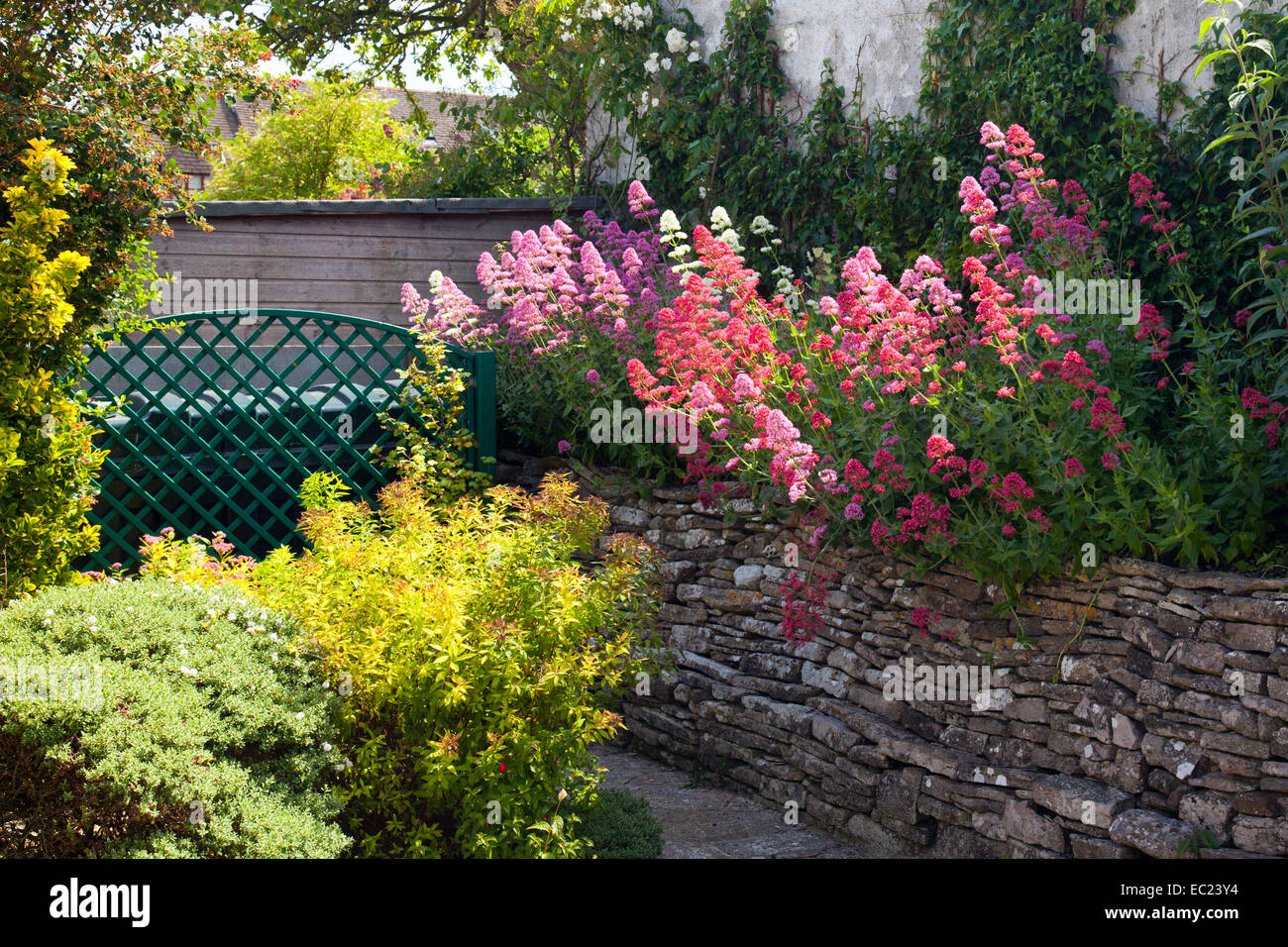 Un mélange de fleurs de valériane dans un chalet jardin à Worth Matravers Dorset England UK Banque D'Images