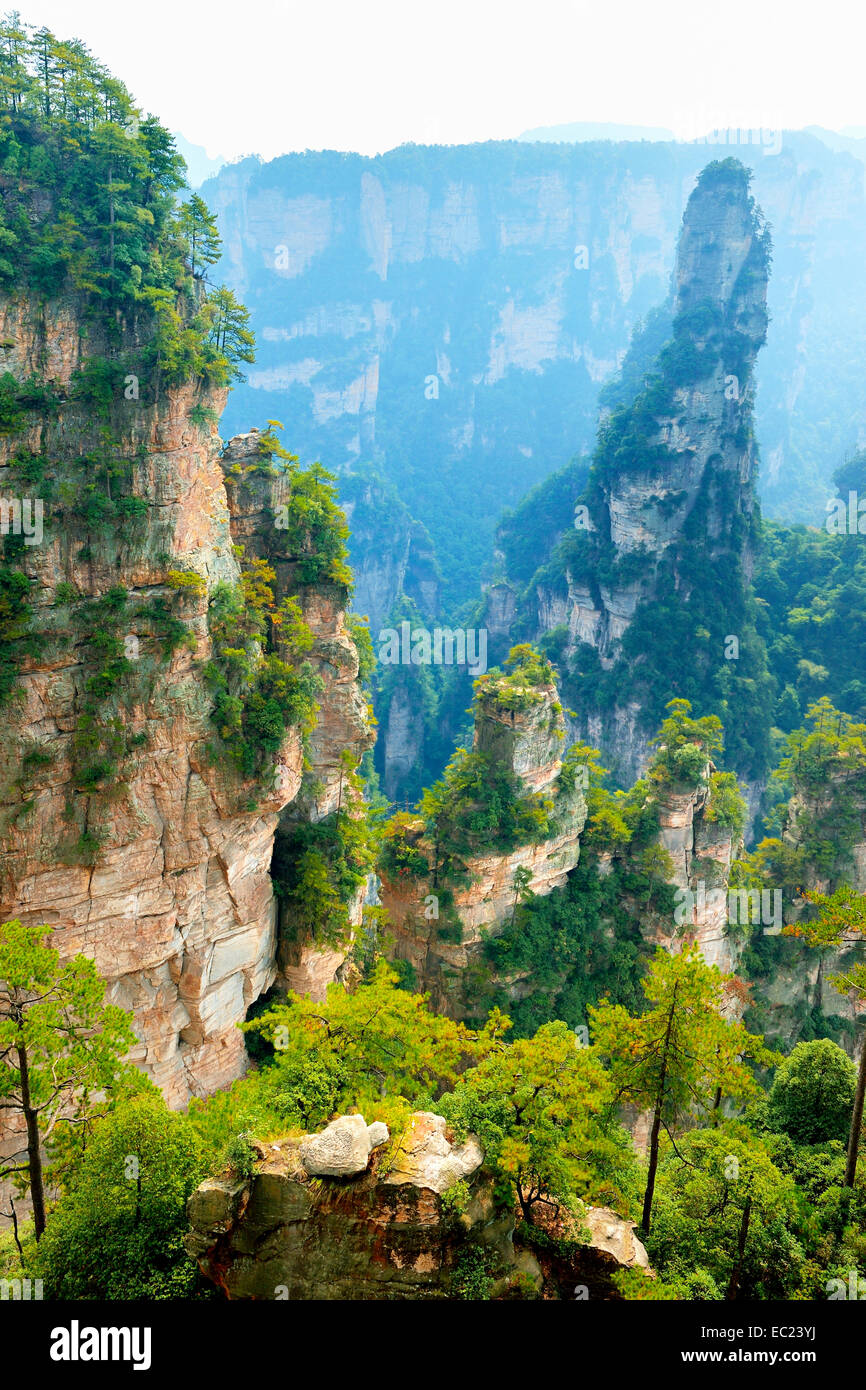 Montagnes Avatar quartz-verticale avec piliers en grès, Zhangjiajie National Forest Park, dans la province de Hunan, Chine Banque D'Images