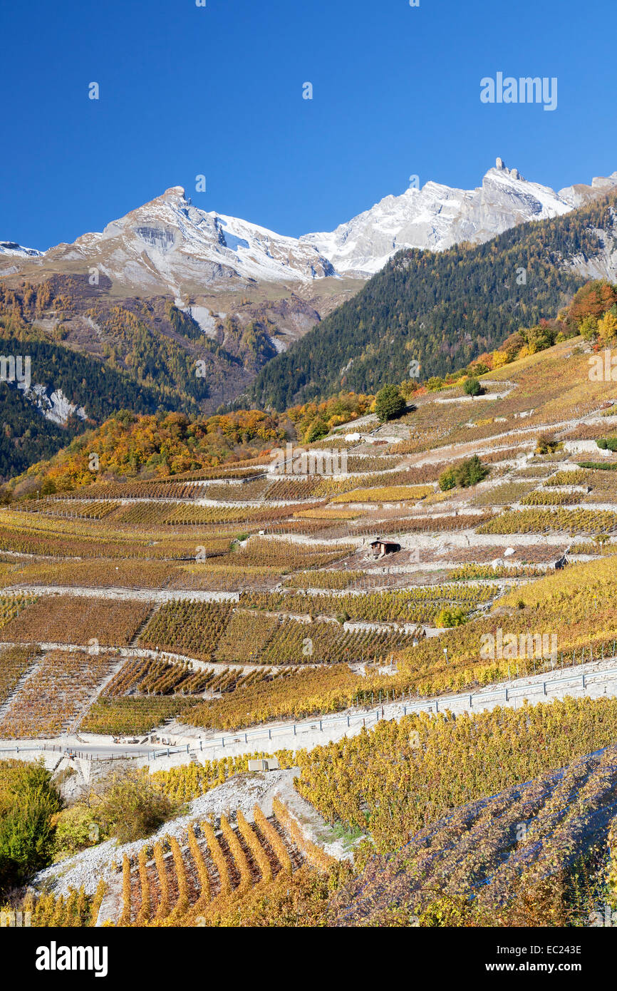 Vignoble autour de Chamoson, Valais, Suisse Banque D'Images
