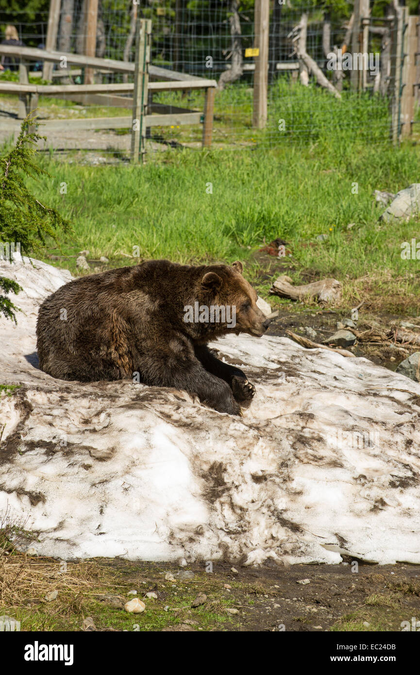 L'habitat de l'ours grizzli sur haut de Grouse Mountain, Colombie-Britannique Banque D'Images