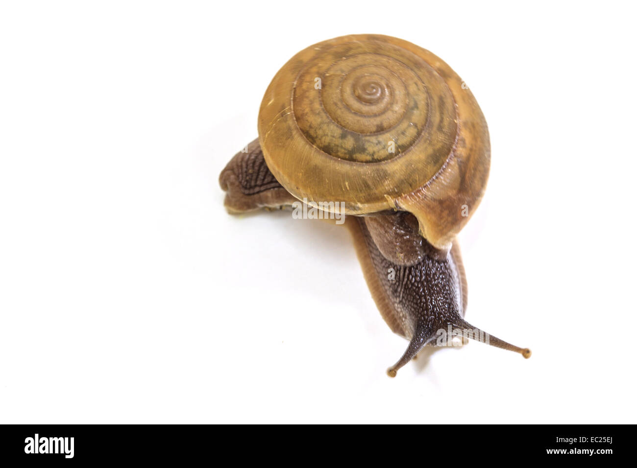 Escargot sur fond blanc close up Banque D'Images