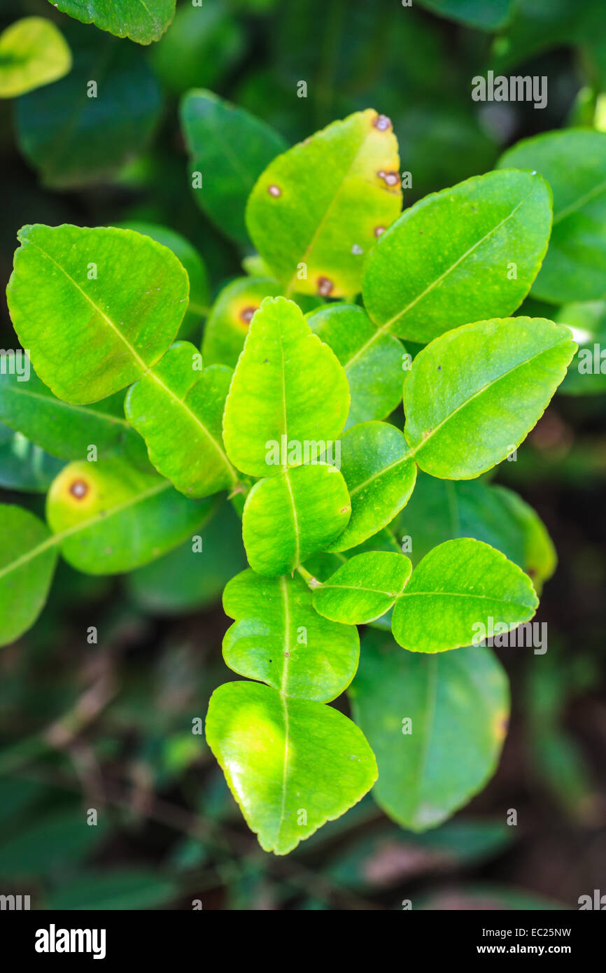 Feuilles de bergamote sur arbre dans gaden Banque D'Images