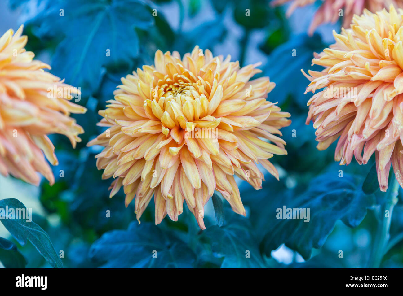 Fleur Orange chefs de la fin de l'hiver, la floraison réfléchies chrysanthemum 'Perfection' Mayford Bronze au RHS Wisley Gardens dans Surrey, Classification (4aB) Banque D'Images