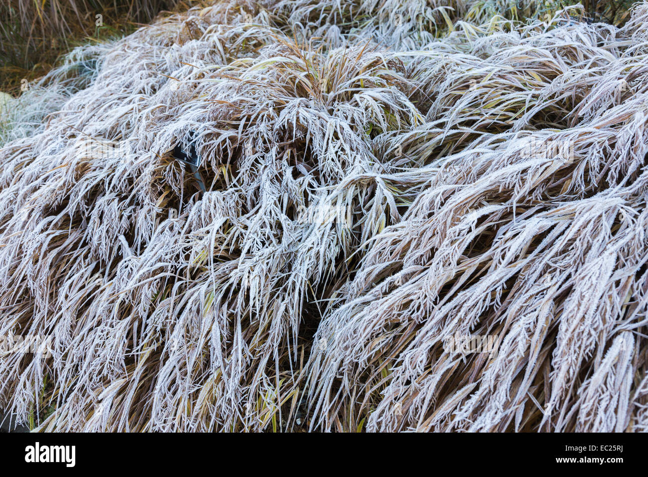 Frondes plumeuses délicates, Hakonechloa macra 'Alboaurea', hakone grass panaché d'or natif de Honshu, Japon, couvertes de cristaux de givre hiver glacial Banque D'Images