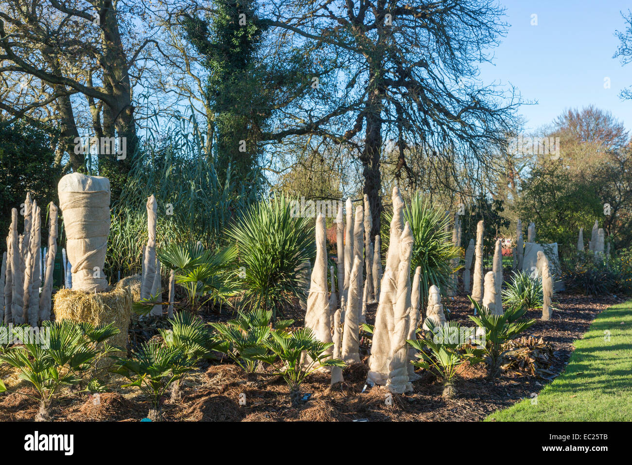 'Trachycarpus wagnerianus' vient enveloppé dans hessian isoler et protéger du froid et le gel en hiver, RHS Wisley Gardens, Surrey Banque D'Images